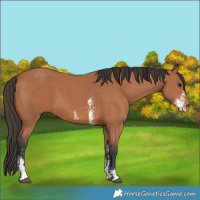 Horse Color:Bay Sabino 