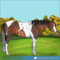 Horse Color:Gray Bay Sabino Splash Tobiano Rabicano 