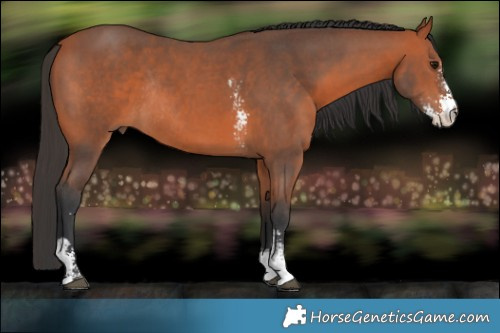 Horse Color:Bay Sabino Rabicano 
