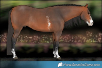 Horse Color:Bay Sabino Rabicano 