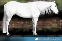 Horse Color:Bay Dun Sabino Rabicano 