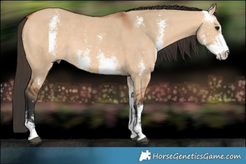 Horse Color:Bay Dun Sabino Rabicano 