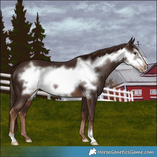 Horse Color:Liver Chestnut Frame