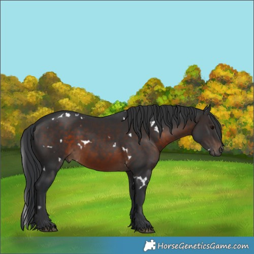 Horse Color:White Spotted Brown