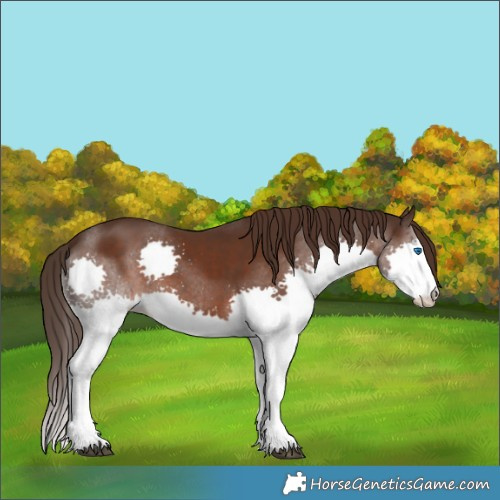 Horse Color:White Spotted Liver Chestnut Splash