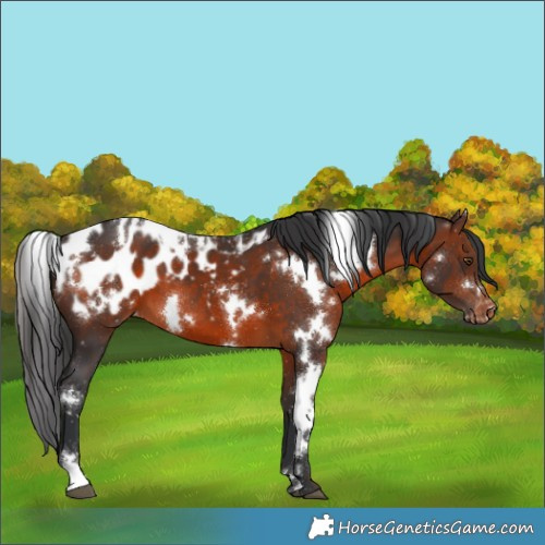 Horse Color:White Spotted Brown Appaloosa 