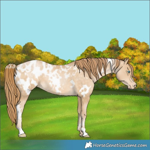 Horse Color:White Spotted Buckskin Pearl Appaloosa 