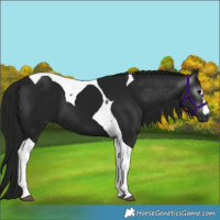 Horse Color:Gray Smoky Black Tobiano 