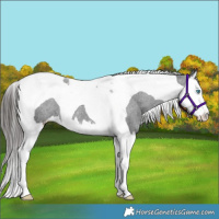Horse Color:Black Splash Tobiano Varnish Rabicano 