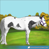 Horse Color:Black Splash Tobiano Appaloosa Rabicano