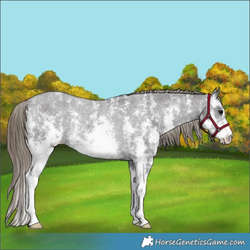 Horse Color:Smoky Black Sabino Appaloosa Rabicano 