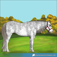 Horse Color:Smoky Black Sabino Varnish Rabicano 