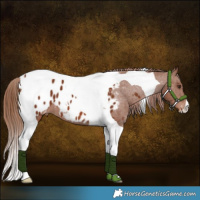 Horse Color:Chestnut Tobiano Appaloosa 