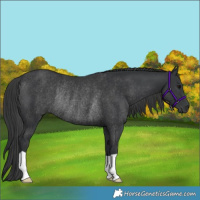 Horse Color:Black Rabicano