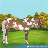Horse Color:White Spotted Silver Buckskin 