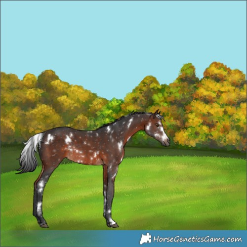 Horse Color:White Spotted Brown Rabicano 