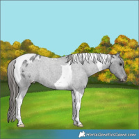 Horse Color:Blue Roan Tobiano Varnish Rabicano 