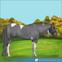 Horse Color:Black Tobiano Varnish Rabicano