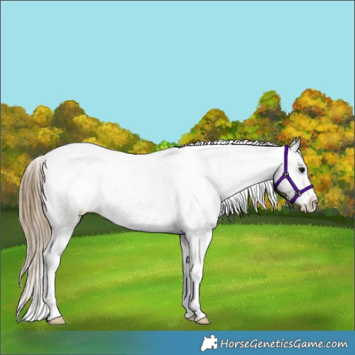 Horse Color:Smoky Grullo Sabino Tobiano Appaloosa Rabicano