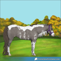 Horse Color:Smoky Grullo Sabino Tobiano Appaloosa Rabicano