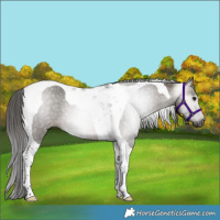 Horse Color:Gray Brown Dun Tobiano Appaloosa Rabicano 