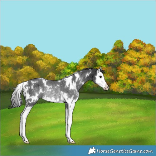 Horse Color:White Spotted Black Splash Rabicano 