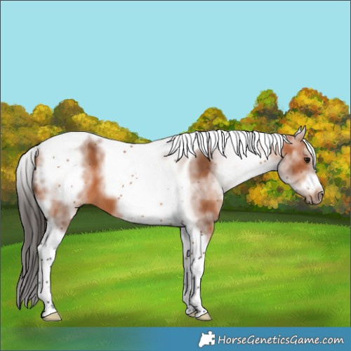 Horse Color:White Spotted Bay Splash Tobiano Frame 