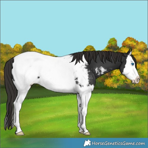 Horse Color:Liver Chestnut Sabino Splash Appaloosa 