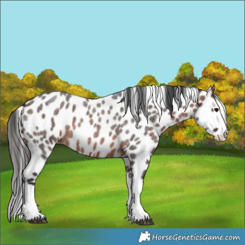 Horse Color:Brown Roan Sabino Splash Appaloosa 