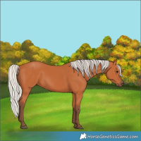 Horse Color:Silver Bay 