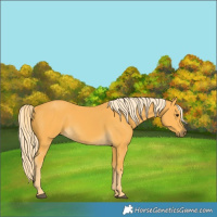 Horse Color:Palomino 