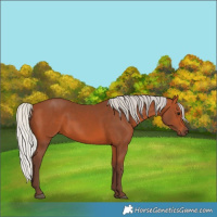Horse Color:Silver Bay 