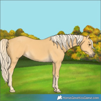 Horse Color:Palomino 