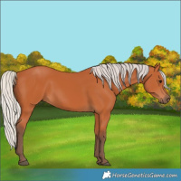 Horse Color:Silver Bay 
