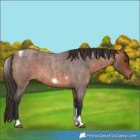 Horse Color:Bay Roan Tobiano Frame 