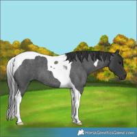 Horse Color:Blue Roan Tobiano 