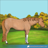 Horse Color:Red Roan Tobiano 