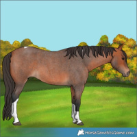 Horse Color:Bay Roan Tobiano 