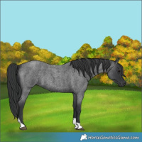 Horse Color:Blue Roan Tobiano 