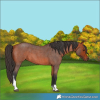 Horse Color:Bay Roan Tobiano 