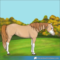 Horse Color:Red Dun Splash 