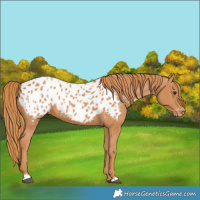 Horse Color:Chestnut Appaloosa 