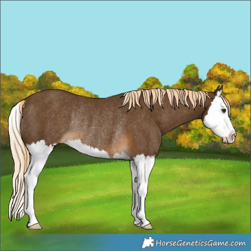 Horse Color:Chocolate Palomino Splash Rabicano 