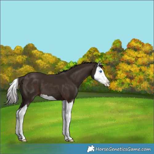 Horse Color:Liver Chestnut Splash 