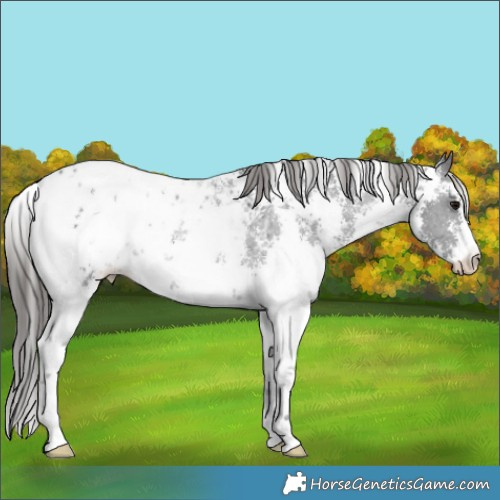 Horse Color:Black Sabino Appaloosa 