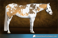 Horse Color:White Spotted Buckskin Sabino Splash Appaloosa 