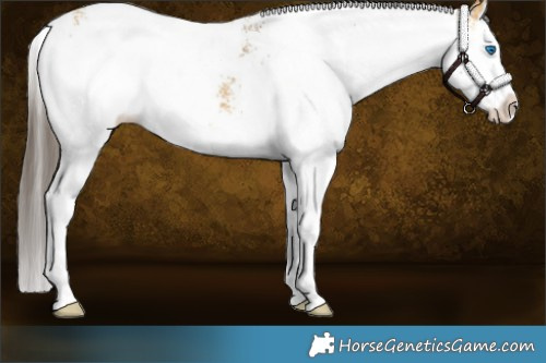 Horse Color:White Spotted Buckskin Dun Splash 
