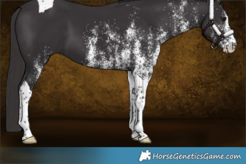 Horse Color:White Spotted Smoky Black Tobiano