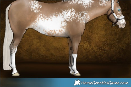 Horse Color:Gray White Spotted Silver Buckskin Pearl Tobiano 