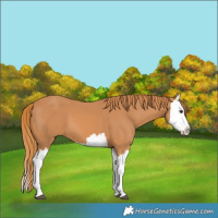 Horse Color:Chestnut Splash 